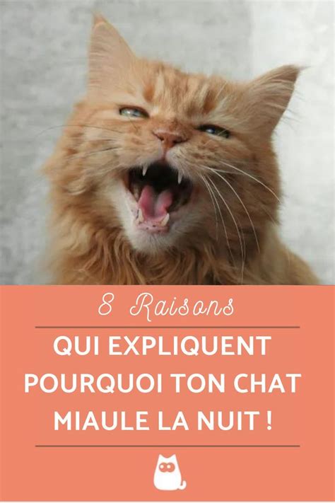 chat qui miaule la nuit solution|Chat qui miaule la nuit